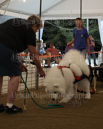 SCA2023_NOVICE WP-296