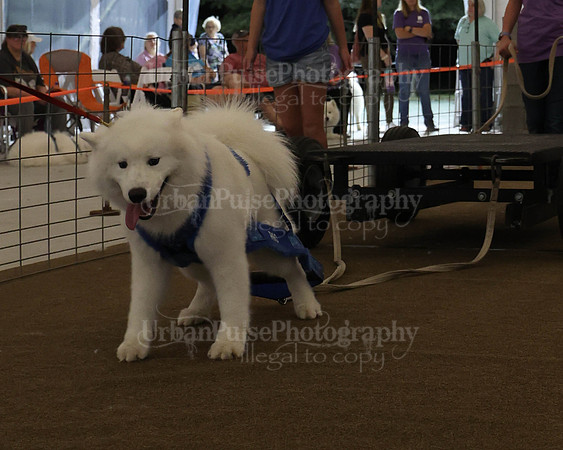 SCA2023_NOVICE WP-319
