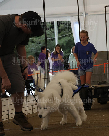 SCA2023_NOVICE WP-387