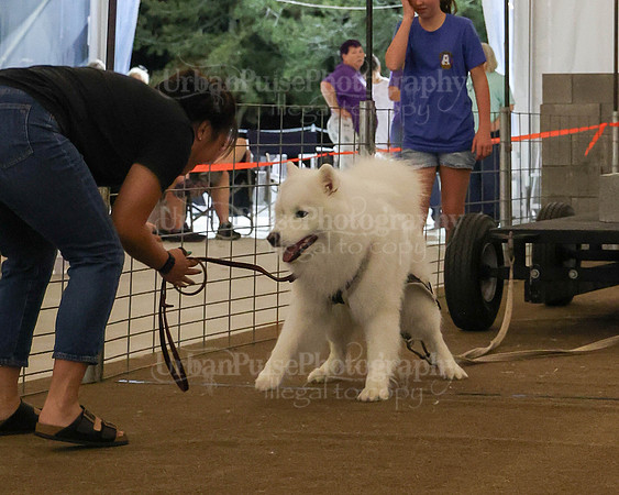 SCA2023_NOVICE WP-388