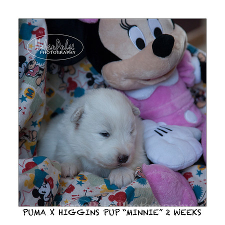 MINNIE_2WEEKS_3431