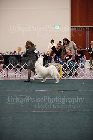 F9-12 Dog-7079