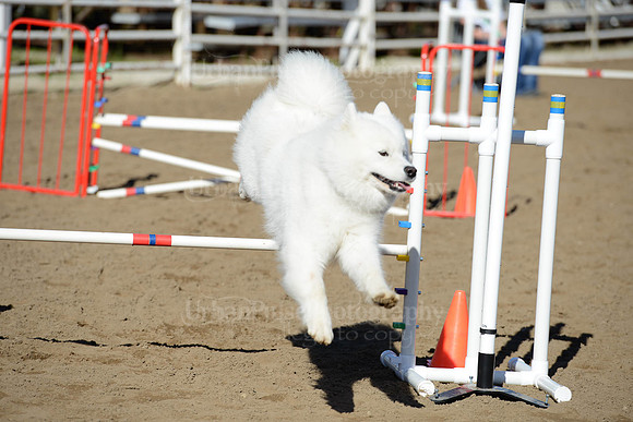 AGILITY-1886