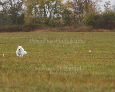 SCA2016_LURE COURSING-7816
