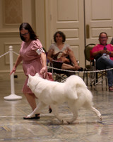SCA2023_P SWPS_D9-12-8980