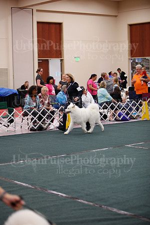 F9-12 Dog-7077