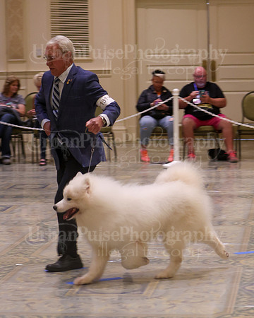 SCA2023_VET SWPS D8-10-1557