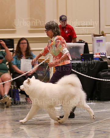 SCA2023_WK SWPS D-ADVANCED-8155
