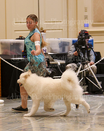 SCA2023_WK SWPS D-NOVICE-7626