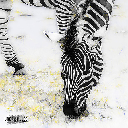 ANIMAL SAFARI 2018_8465