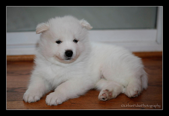 Bogie 6 Weeks