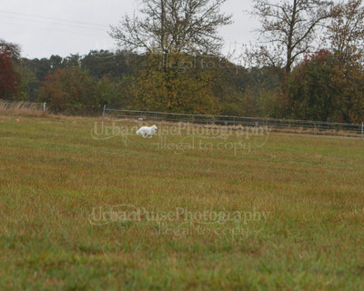SCA2016_LURE COURSING-7659