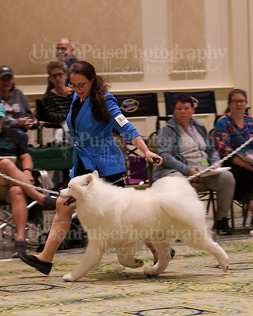 SCA2023_BRED BY ADULT-3882