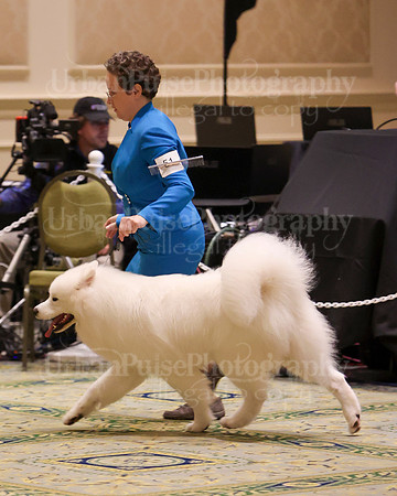 SCA2023_BRED BY ADULT-3891