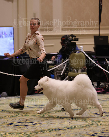 SCA2023_BRED BY PUPPY-3619