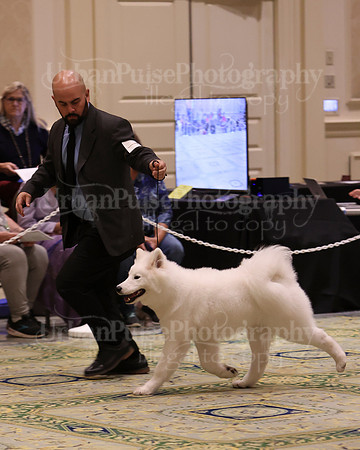 SCA2023_BRED BY PUPPY-3613