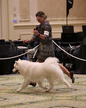 SCA2023_BRED BY PUPPY-3608