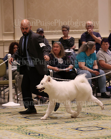SCA2023_BRED BY PUPPY-3615