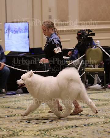 SCA2023_BRED BY PUPPY-3623