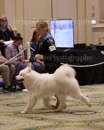 SCA2023_BRED BY PUPPY-3624