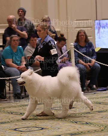 SCA2023_BRED BY PUPPY-3625