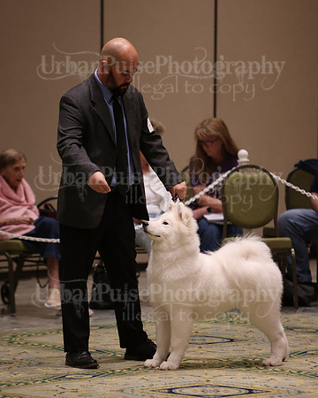 SCA2023_BRED BY PUPPY-3631