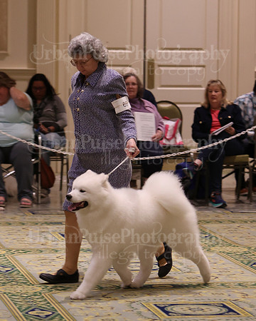 SCA2023_BRED BY PUPPY-3633