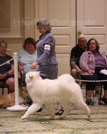 SCA2023_BRED BY PUPPY-3642