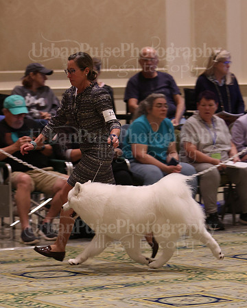 SCA2023_BRED BY PUPPY-3645