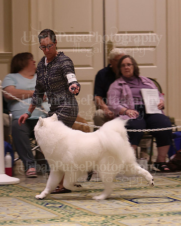 SCA2023_BRED BY PUPPY-3648