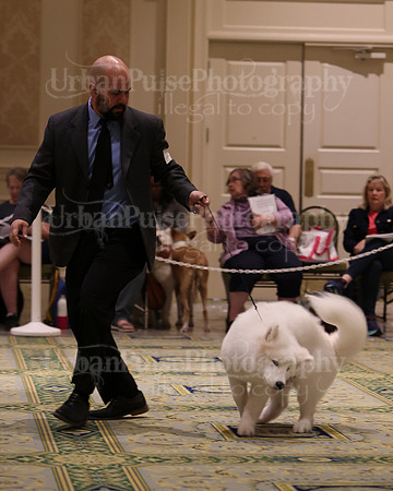 SCA2023_BRED BY PUPPY-3651