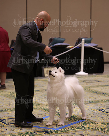 SCA2023_BRED BY PUPPY-3650
