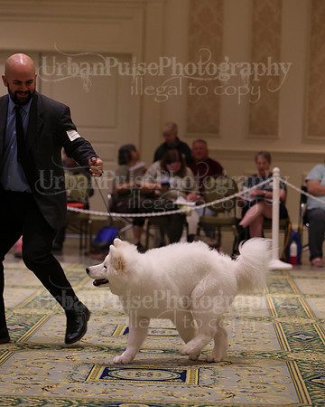 SCA2023_BRED BY PUPPY-3653