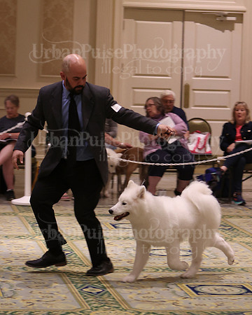 SCA2023_BRED BY PUPPY-3657