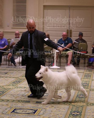 SCA2023_BRED BY PUPPY-3661