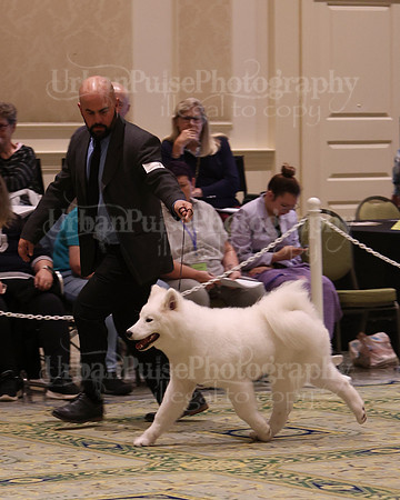 SCA2023_BRED BY PUPPY-3672