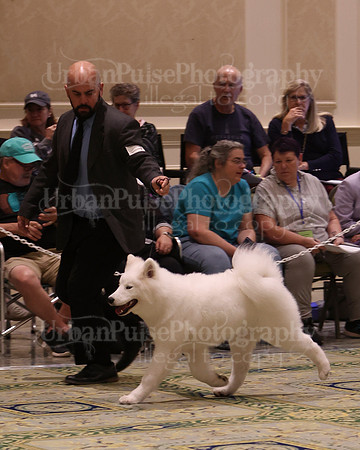 SCA2023_BRED BY PUPPY-3673