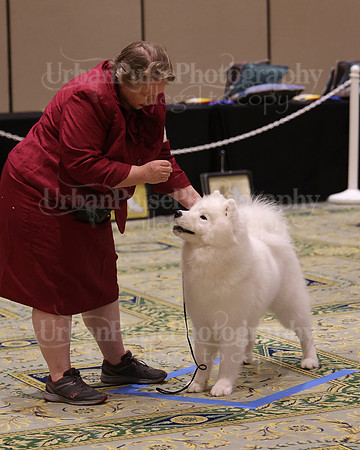 SCA2023_BRED BY PUPPY-3679