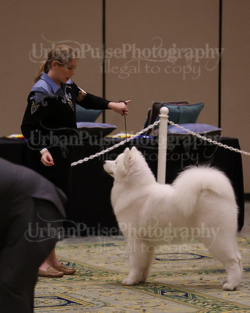 SCA2023_BRED BY PUPPY-3680