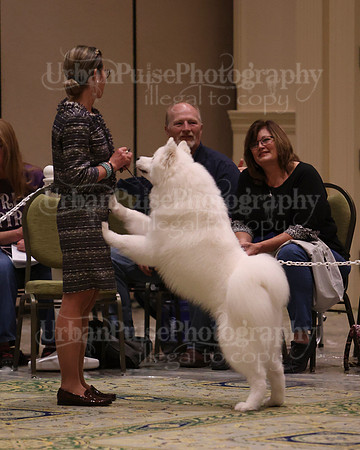 SCA2023_BRED BY PUPPY-3681