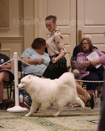 SCA2023_BRED BY PUPPY-3701