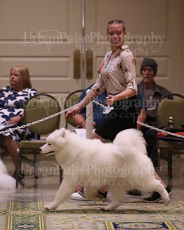 SCA2023_BRED BY PUPPY-3704