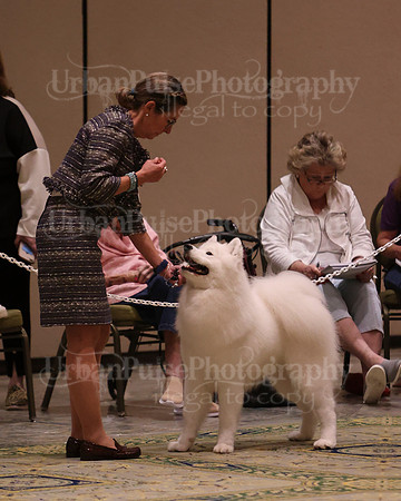 SCA2023_BRED BY PUPPY-3709