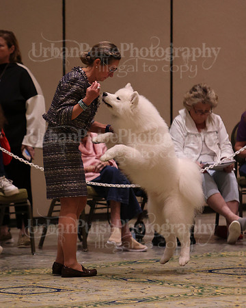 SCA2023_BRED BY PUPPY-3710