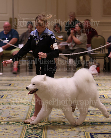 SCA2023_BRED BY PUPPY-3713