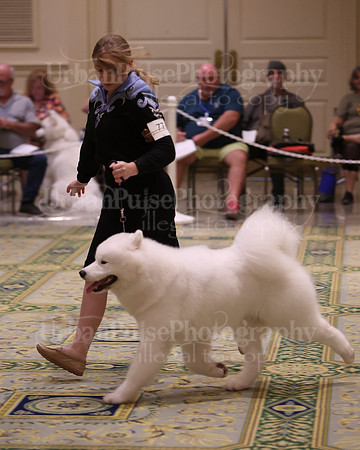 SCA2023_BRED BY PUPPY-3714