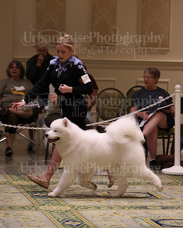 SCA2023_BRED BY PUPPY-3720