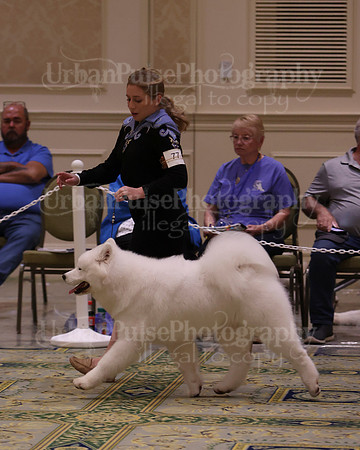 SCA2023_BRED BY PUPPY-3725