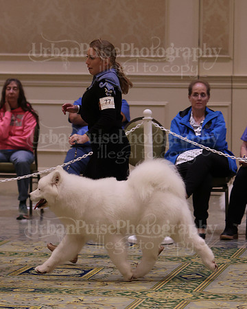 SCA2023_BRED BY PUPPY-3726