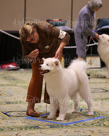 SCA2023_BRED BY PUPPY-3728